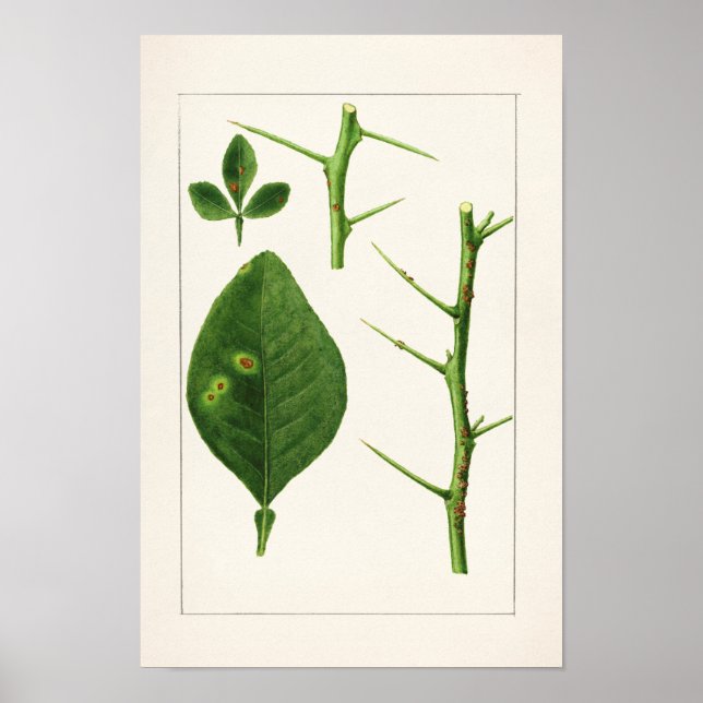 Poster Pintura De Folhas De Laranja (Poncirus Trifoliata) (Frente)