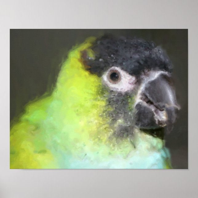 Pôster Pintura de Foto de Papagaio Nanday Conure (Frente)