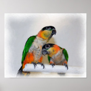 Poster Pintura de Fotografia de Caique Parrot Pair Waterc