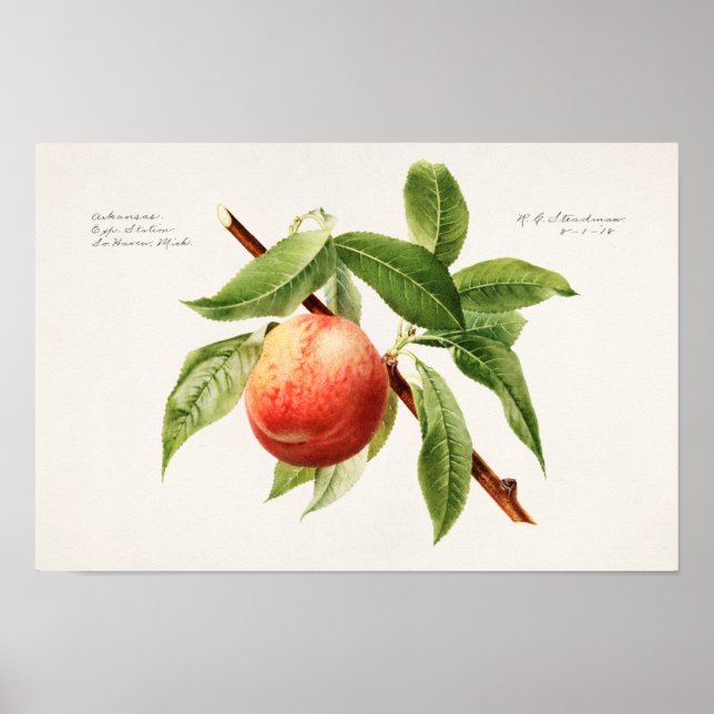 Poster Pintura de Fruta da tosse de pêssego (Prunus Persi (Frente)