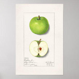 Poster Pintura de Fruta de Maçãs Verdes (Malus Domestica)