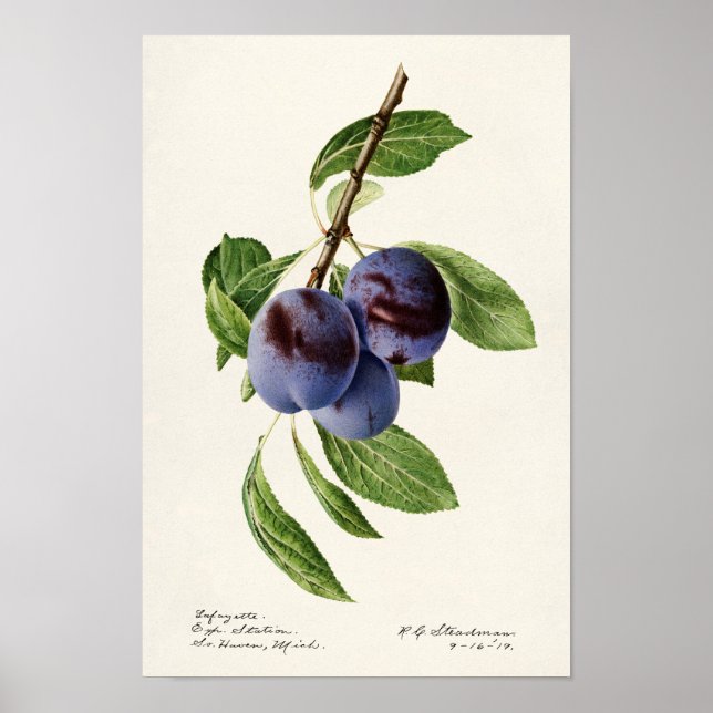 Poster Pintura de Fruta em Ameixas Azuis (Prunus Domestic (Frente)