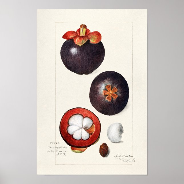 Poster Pintura de Fruta Mangosteens (Garcinia Mangostana) (Frente)