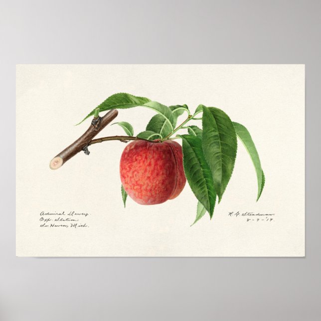 Poster Pintura de Fruta (Prunus Persica) (Frente)