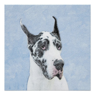 Pôster Pintura de Great Dane (Harlequin) - Arte de Cão O