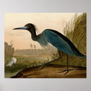 Poster Pintura de Heron Audubon com Crane Azul