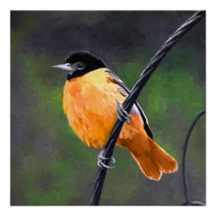 Pôster Pintura de Oriole - Arte Original para Pássaros