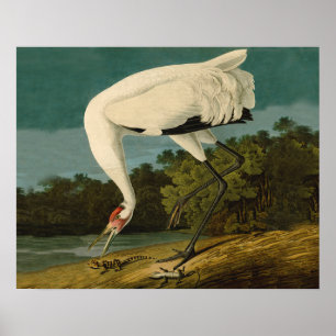 Poster Pintura de pássaros Audubon Crane Whoping