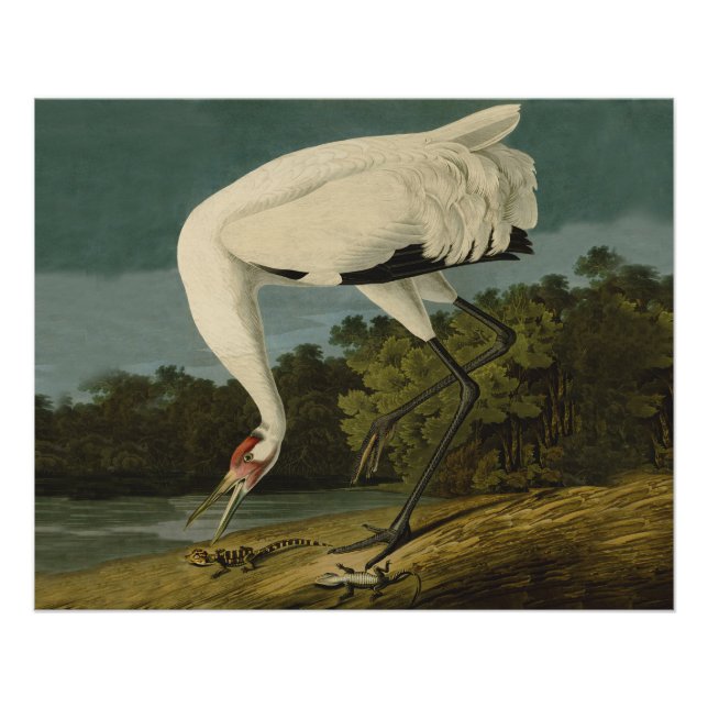 Pôster Pintura de pássaros Audubon Crane Whoping (Frente)