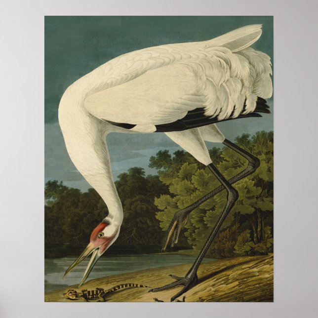Pôster Pintura de pássaros Audubon Crane Whoping (Frente)