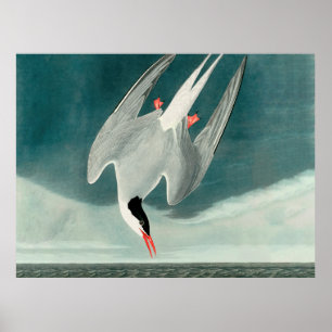 Poster Pintura de pássaros da vida selvagem do Arau-cinze