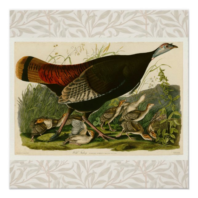 Pôster Pintura de pássaros Selvagens de Audubon na Turqui (Frente)