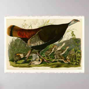 Poster Pintura de pássaros Selvagens de Audubon na Turqui