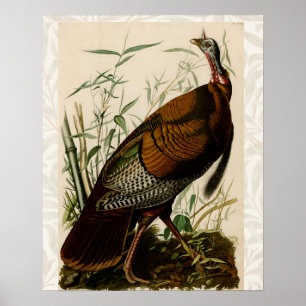 Poster Pintura de pássaros Selvagens de Audubon na Turqui