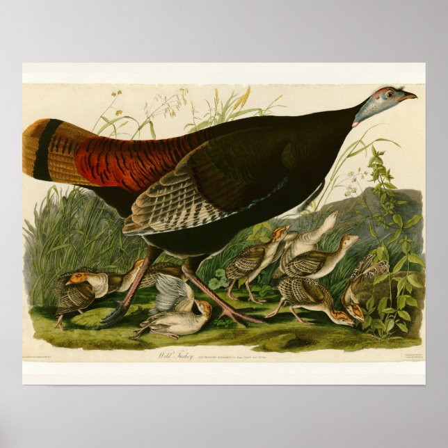 Pôster Pintura de pássaros Selvagens de Audubon na Turqui (Frente)