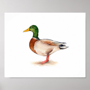 Poster Pintura de Pato-real em Aquarela