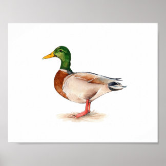 Poster Pintura de Pato-real em Aquarela