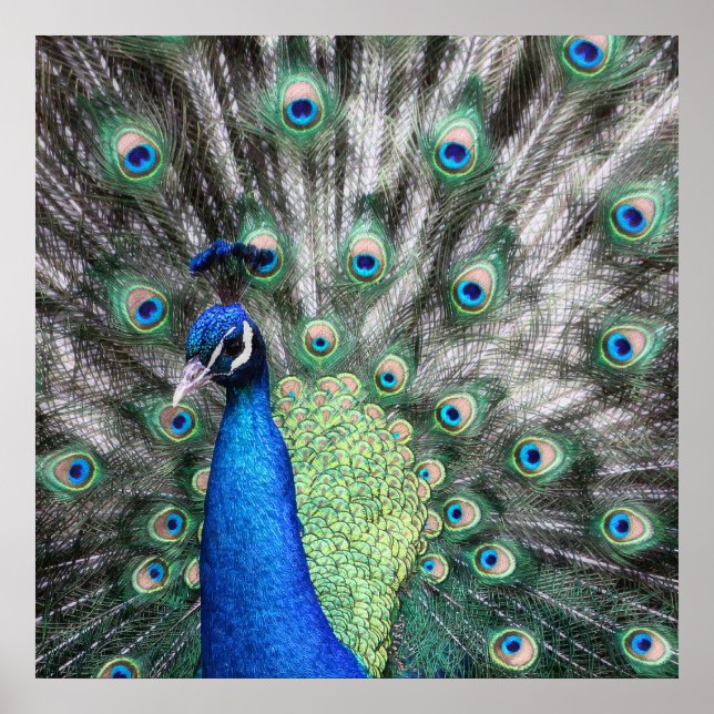 Poster Pintura de Peacock espalhando suas penas (Frente)