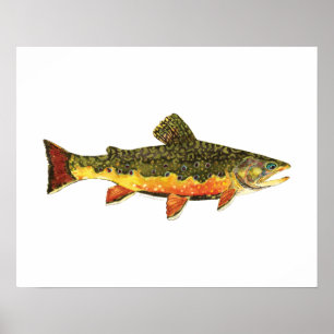 Poster Pintura de Peixes Brook Trout
