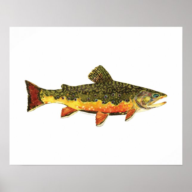 Poster Pintura de Peixes Brook Trout (Frente)