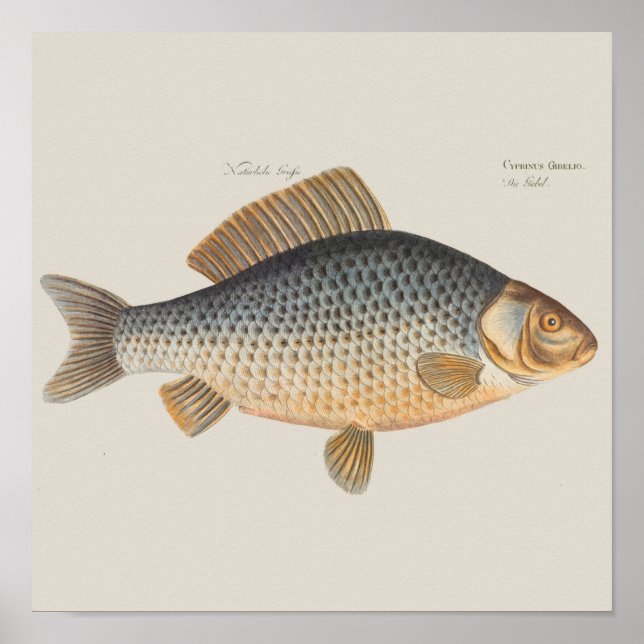 Pôster pintura de pesca de peixe carpa desenho de água do (Frente)