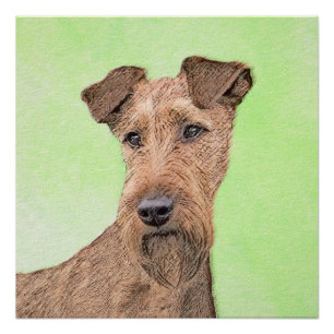 Pôster Pintura de Terrier irlandesa - Arte de cachorro or