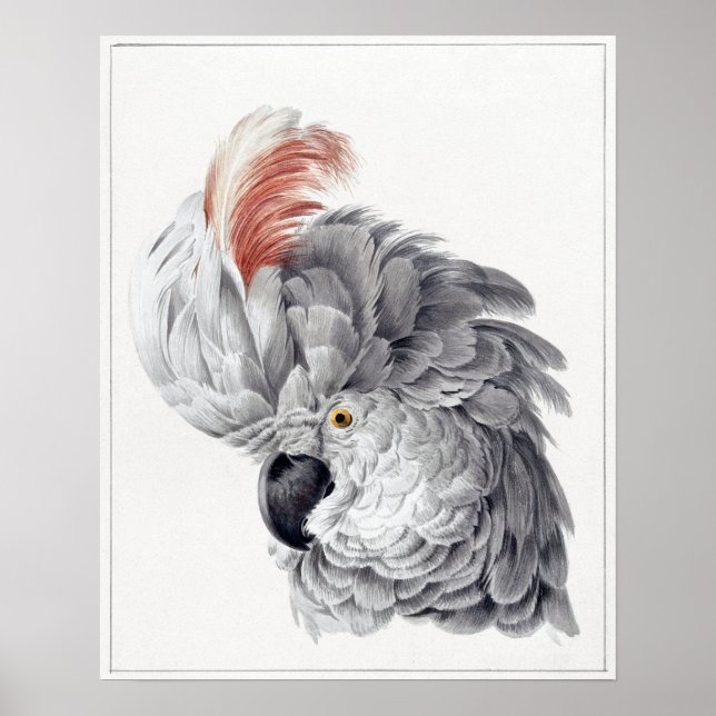 Poster Pintura de um papagaio-cabeça de Cockatoo - Aert S (Frente)