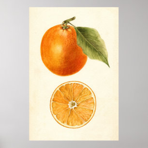 Poster Pintura de uma laranja