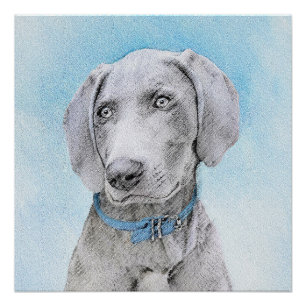 Pôster Pintura de Weimaraner - Arte de Cachorro Original