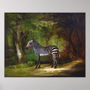 Poster Pintura de Zebra (1763) de George Stubbs