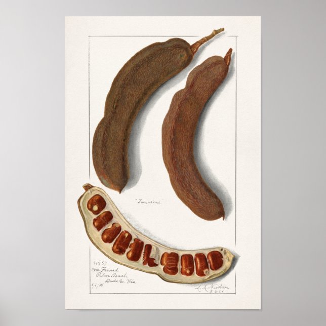 Poster Pintura do Tamarind Indiano (Tamarindus Indica) (Frente)