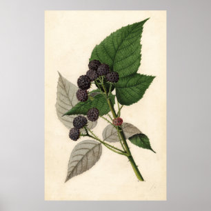 Poster Pintura do vintage das amoras-pretas