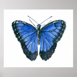 Poster Pintura em aquarela da borboleta Blue Morpho