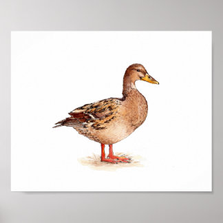Poster Pintura em aquarela de pato-real fêmea