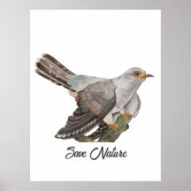 Pintura em aquarela de um cuco