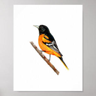 Poster Pintura em aquarela do pássaro Baltimore Oriole