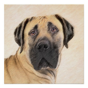 Pôster Pintura em Boerboel - Arte Cachorra Original