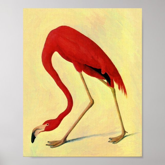 Pôster Pintura em Flamingo Americano Audubon (Frente)