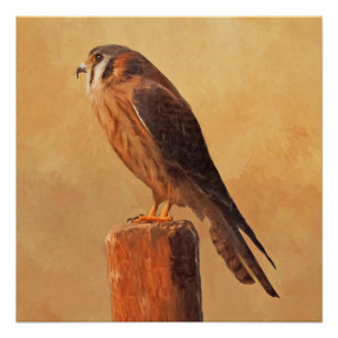Pôster Pintura em Kestrel Americano - Arte original sobre