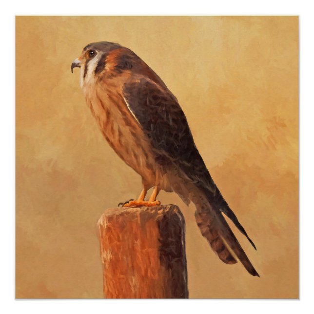 Pôster Pintura em Kestrel Americano - Arte original sobre (Frente)
