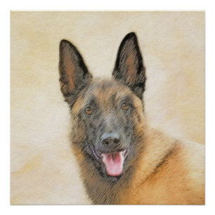 Pôster Pintura em Malinois Belga - Arte Cachorra Original