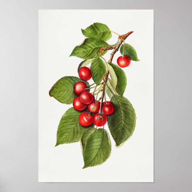 Poster Pintura em serragem de Fruta vermelho delicioso (Frente)