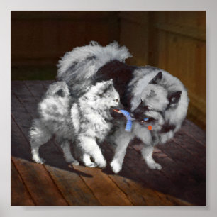 Poster Pintura em tempo de reprodução de Keeshond - Art