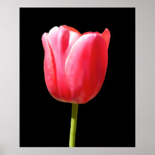 Pôster Pintura Especial de Tulipa de Haste Única