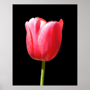 Pôster Pintura Especial de Tulipa de Haste Única