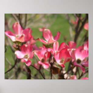 Poster Pintura Fotográfica do Flor de Dogwood Rosa