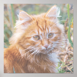 Poster Pintura Ginger Ginger Ginger