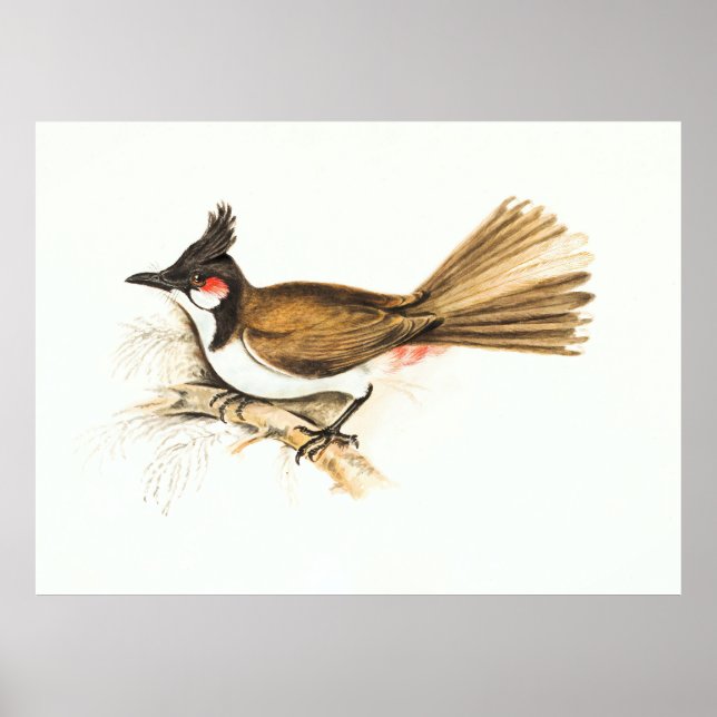 Poster Pintura natural de aves da Bulbul com Whiskered Re (Frente)