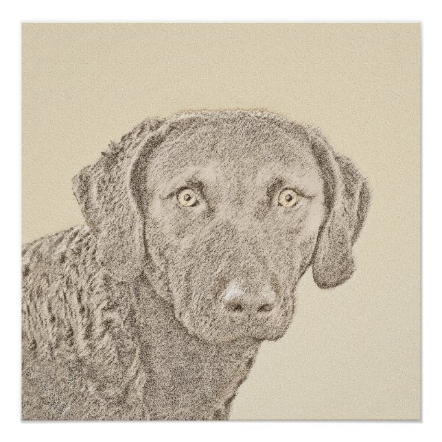Pôster Pintura Original do Retriever da Baía de Chesapeak (Frente)