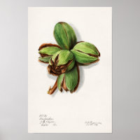 Pintura por Aquarela (Carya) Fruta